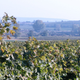 Image for article titled Expat Hungarian sisters run flourishing vineyard bought with reparations